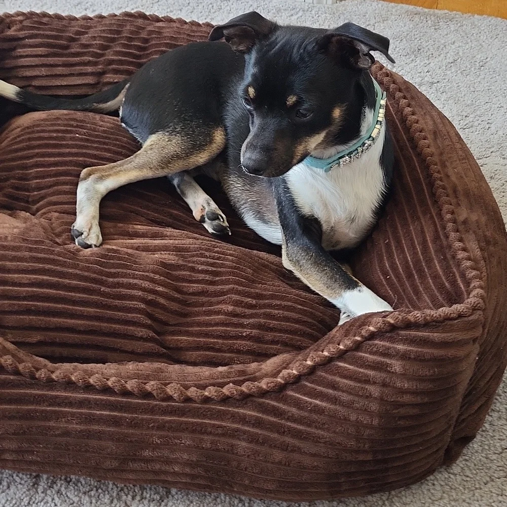 Dog bed